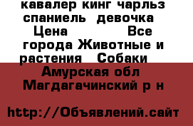  кавалер кинг чарльз спаниель -девочка › Цена ­ 45 000 - Все города Животные и растения » Собаки   . Амурская обл.,Магдагачинский р-н